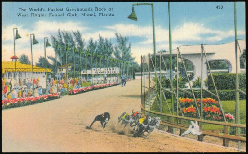 Greyhound Racing at West Flagler Kennel Club Miami Florida