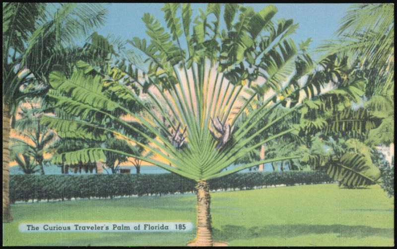 The Curious Traveler's Palm of Florida Trees