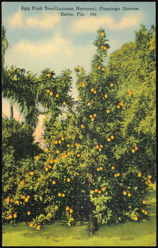 Egg Fruit Tree, Lucuma Nervosa, Flamingo Groves Davie Florida