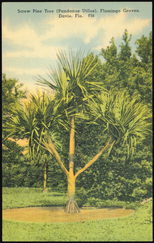 Screw Pine Tree (Pandanus Utilus) at Flamingo Groves Davie Florida