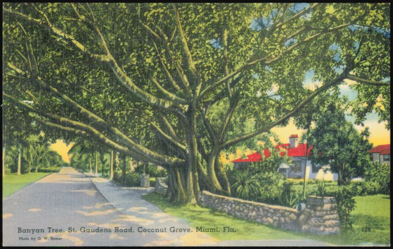 Banyan Tree on St. Gaudens Road, Coconut Grove Miami Florida