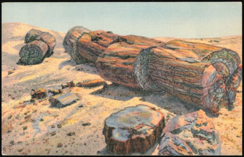 Giant Logs in Rainbow Forest, Petrified Forest Petrified Forest National Park Arizona