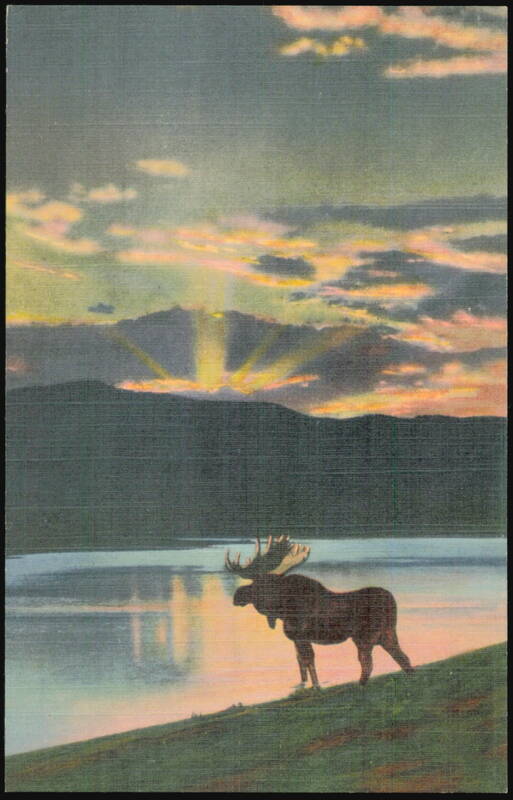 Bull Moose at the Lake at Evening Deer