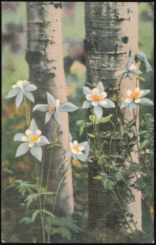 Colorado Columbines Growing Along the Aspens Flowers