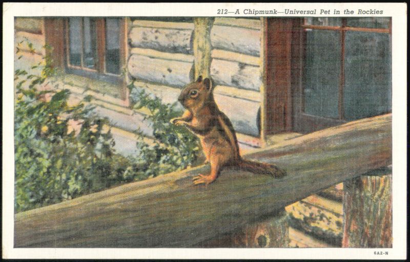 Chipmunk, Universal Pet in the Rockies Colorado