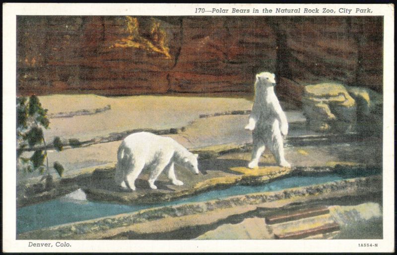 Polar Bears in the Natural Rock Zoo, City Park Denver Colorado