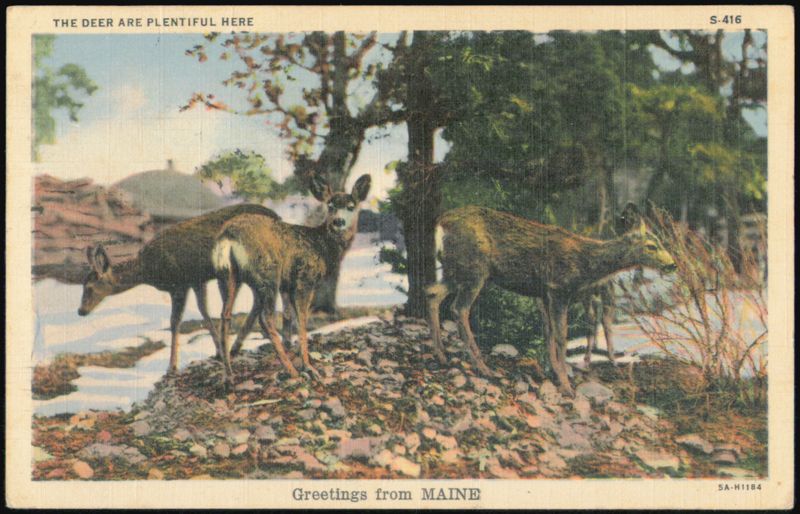 The Deer Are Plentiful Here, Maine