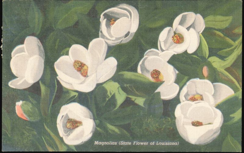 Magnolias State Flower of Louisiana Picayune Mississippi