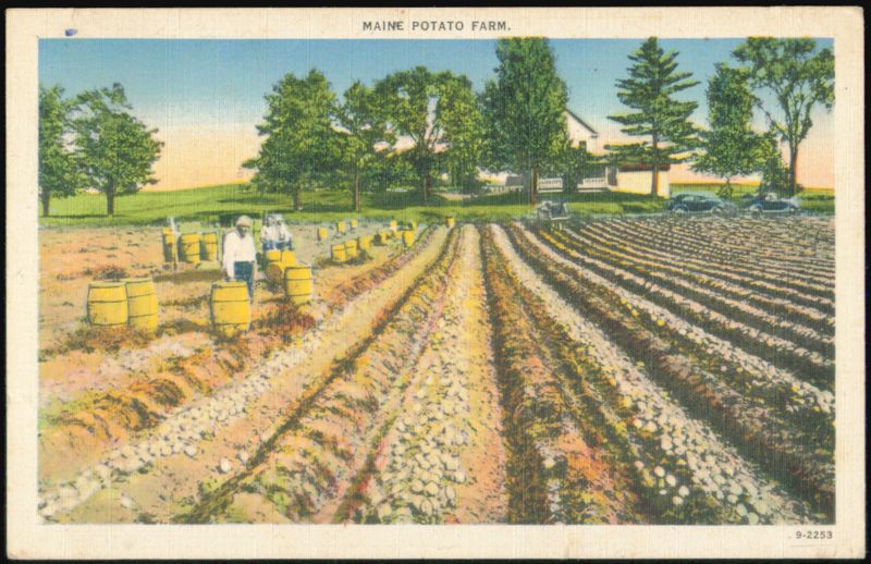 Maine Potato Farm Scene