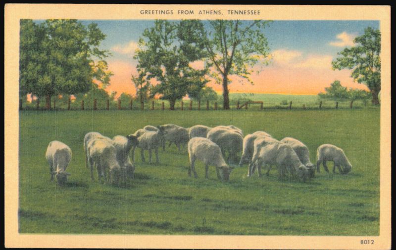 Sheep Grazing in a Meadow Athens Tennessee