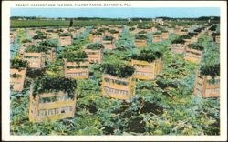 Celery Harvest and Packing at Palmer Farms Postcard