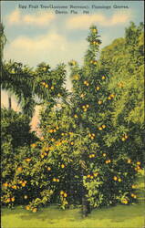 Egg Fruit Tree, Lucuma Nervosa, Flamingo Groves Postcard