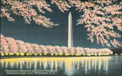 Washington Monument and Cherry Blossoms Illuminated Night Postcard