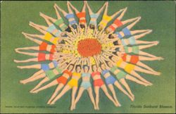 Florida Sunburst Blossom, Cypress Gardens Postcard