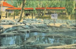 Alligators at St. Augustine Alligator Farm Postcard