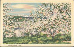 Apple Blossom Time in Orchard Postcard