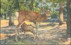 Deer and Fawn, Grand Canyon, Arizona Postcard