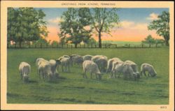 Sheep Grazing in a Meadow Postcard