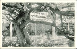 Old Grape Vine at Ramona's Home Postcard