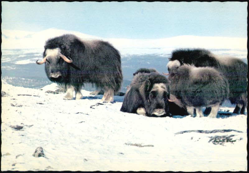 Muskoxen (Ovibos moschatus) in Snowy Landscape Gustav Hansson