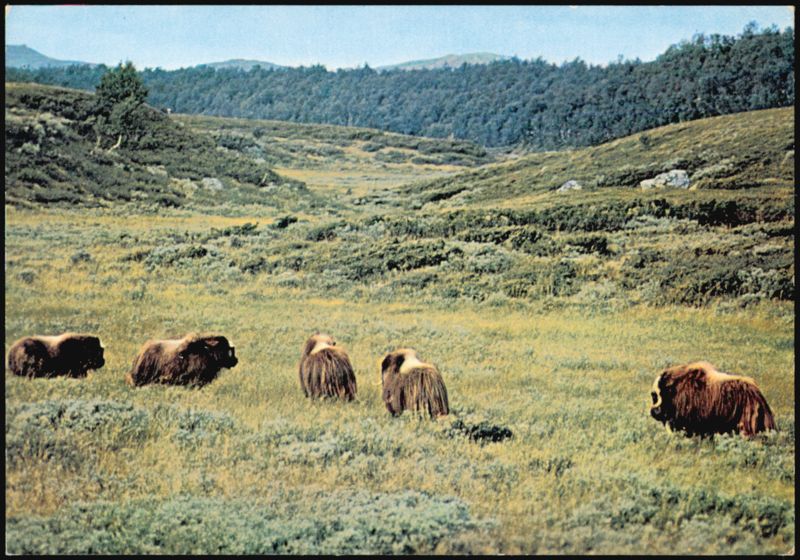 Musk Oxen in the Swedish Mountains, Fjällnäs Tänndalen Sweden