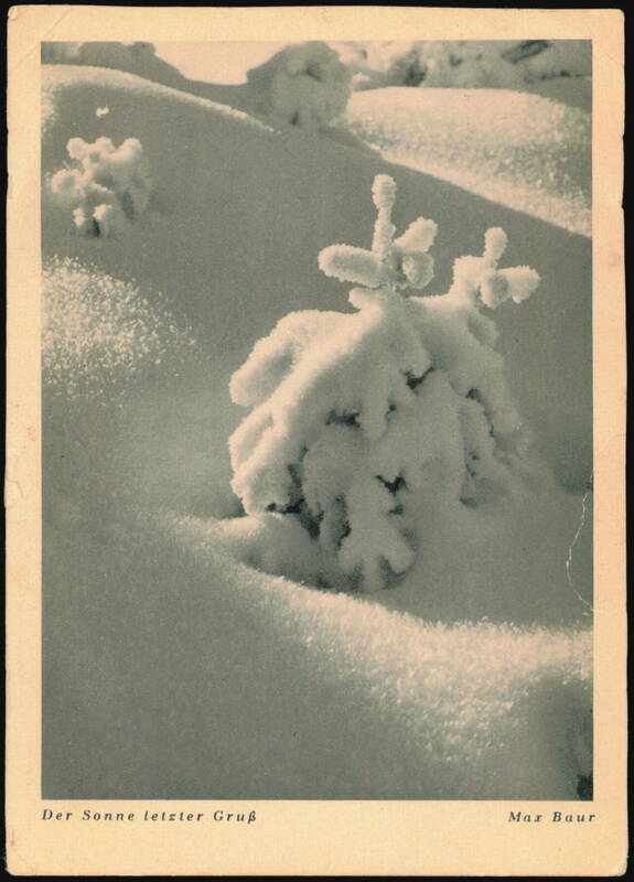Der Sonne letzter Gruß Snow Covered Fir Tree by Max Baur Bremen Germany