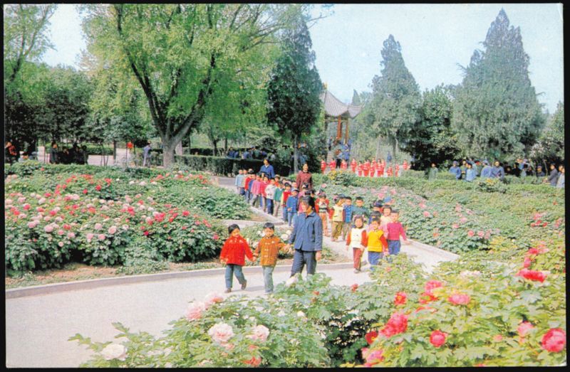 Children Walking in Peony Garden, China
