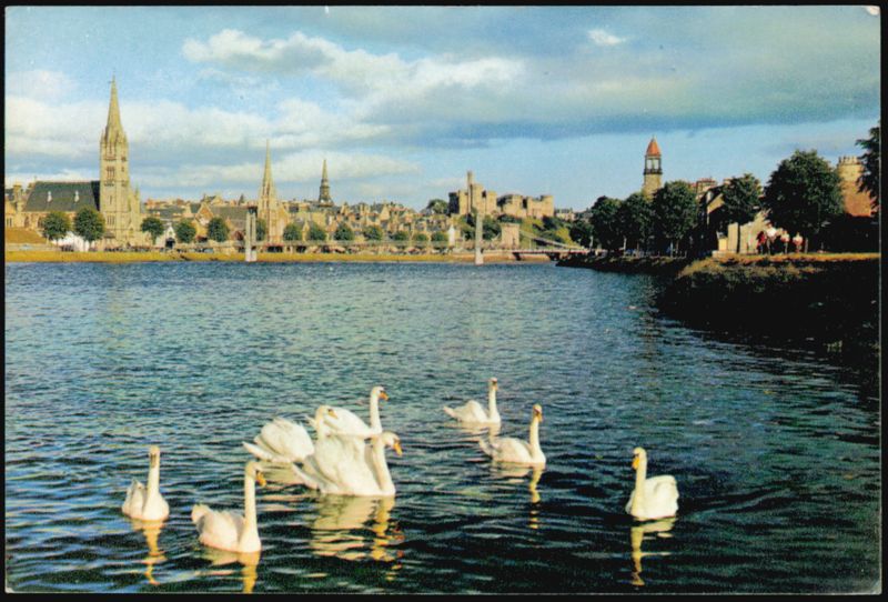 Swans on the River Ness, Inverness, Scotland