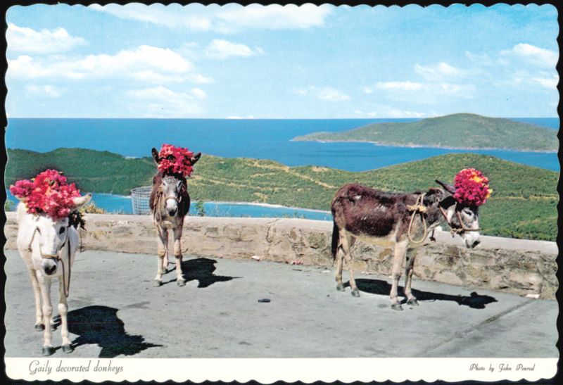 Gaily Decorated Donkeys at Drake's Seat St. Thomas U.S. Virgin Islands