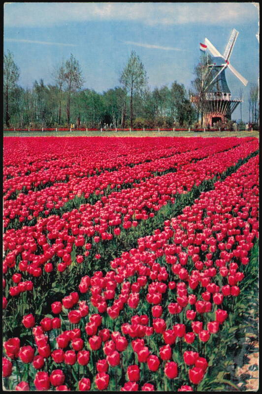Keukenhof Gardens Tulip Fields and Windmill, Lisse, Holland Netherlands