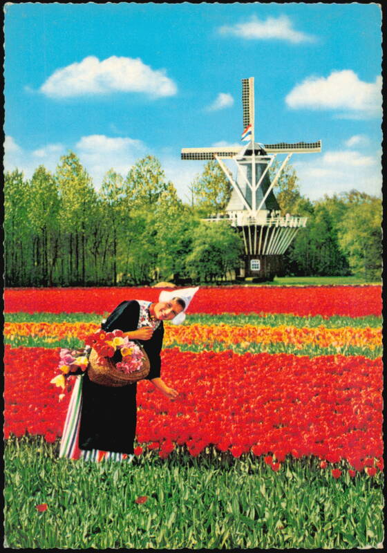 Dutch Woman in Traditional Costume in Tulip Field Netherlands