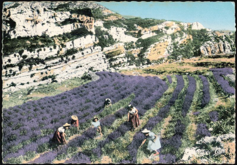 Lavender Harvest in Vence, Cote d'Azur, France