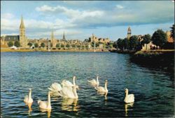 Swans on the River Ness, Inverness, Scotland Postcard