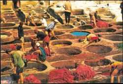 Tanners at Work in the Tannery, Marrakech, Morocco Postcard