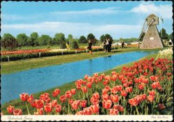Netherlands Setting at Veldheer's Tulip Gardens Postcard