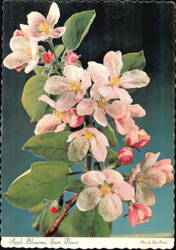 Apple Blossoms, Michigan State Flower Postcard