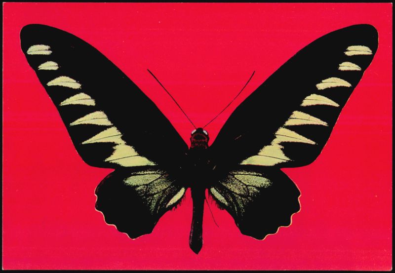 Rajah Brooke's Birdwing Butterfly Trogonoptera brookiana Malaysia