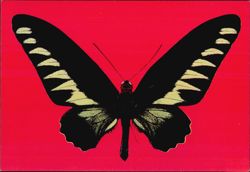 Rajah Brooke's Birdwing Butterfly Trogonoptera brookiana Postcard