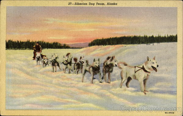 Siberian Dog Team Alaska Dogs