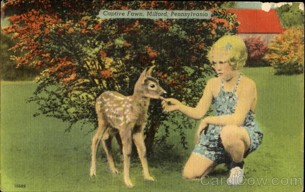 Captive Fawn Milford Pennsylvania