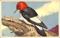 Red Headed Woodpecker Birds Postcard Postcard