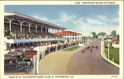 Greyhound Racing In Florida St. Petersburg, FL Postcard Postcard