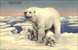 Polar Bear Group Arctic Alaska Postcard