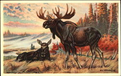 Moose Cow Bull Postcard
