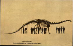 Diplodocus Postcard