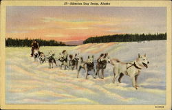 Siberian Dog Team Postcard