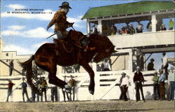 Bucking Broncho Postcard