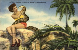 Indian Python At Miami's Serpentarium Postcard