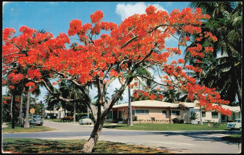 Florida's Royal Poinciana Tree in Full Bloom Trees