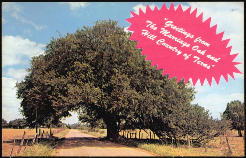 Marriage Oak and Hill Country of Texas
